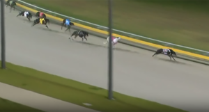 Cabao Opal wins the SA Sprint Championship