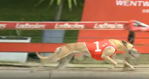 Canya Amy wins the Summer Distance Plate Heat 2