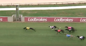 Canya Untamed - Richmond Straight Cup