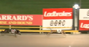 Ethanol Water Gold Cup Heats