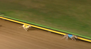 Flying Zulu wins the Australia Day Sprint