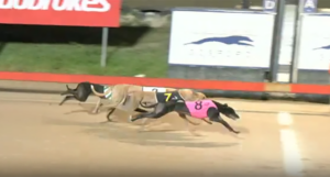 Gets Late Early wins Gosford Gold Cup
