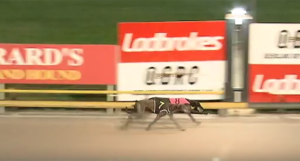 Good Odds Cobber wins Golden Ticket final