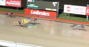 Gosford Summer 600 Heats - Zipping Chaplin