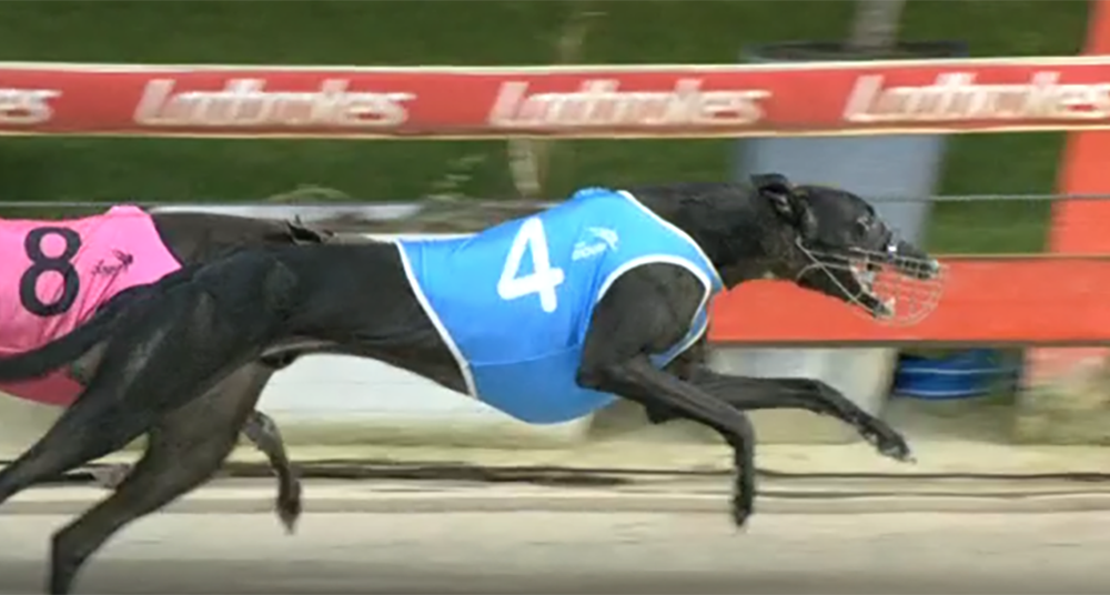 Jungle Johnny wins the National Derby Heat 1