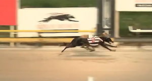 La Sagrada wins 2025 Bogie Leigh Futurity at Albion Park