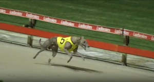 Late Night News wins Summer Distance Plate at Wentworth Park