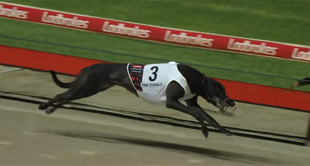 Paw Oswlad wins the National Derby final