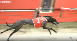 Sooty Keeping wins the National Futurity Heat 1