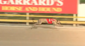 Spirirt Boy wins Queensland Derby
