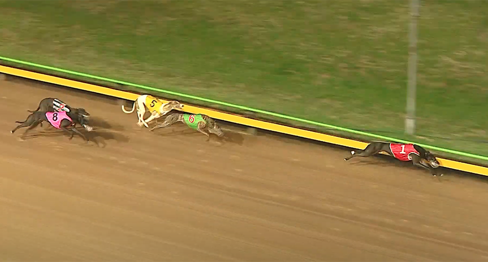 Stomping wins Maidment Memorial Sandow