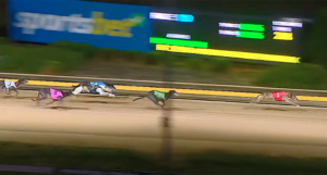 Vincent Bale wins Warragul Cup heat 8