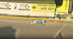 Barefoot Zulu Ipswich 520m Track Record