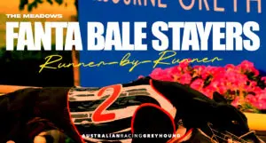 Fanta Bale Stayers greyhound tips