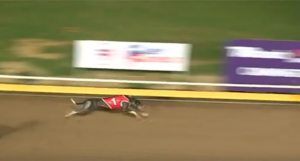 Fleetwood Kazak wins the Cannington Puppy Classic Final