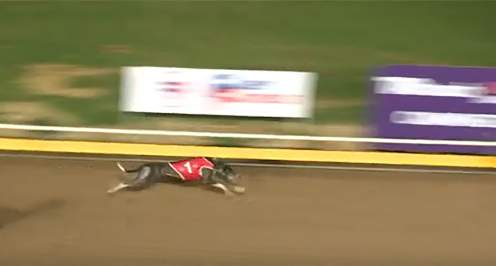 Fleetwood Kazak wins the Cannington Puppy Classic Final