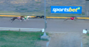 Hotel Whiskey One wins Horsham Cup heat 1