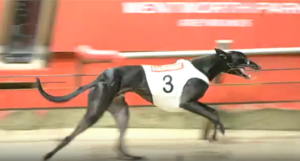 Jungle Johnny wins at Wentworth Park, Saturday February 15.