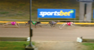 Paw Utility wins heat 3 of the Horsham Cup heats.