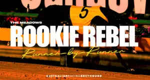 Rookie Rebel greyhound tips