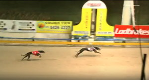 Saotshi - Vince Curry Memorial Maiden