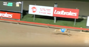 She's That Girl - Gosford 515m win