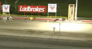 Slick Badger winning at Bulli on Febraury 4.