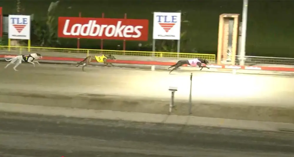 Slick Badger winning at Bulli on Febraury 4.
