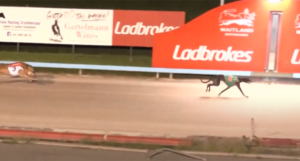 Solo Fernando winning Maitland, February 3.
