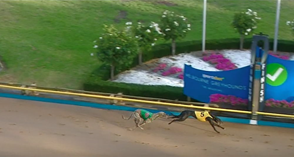 Tribeca wins GRV Vicbred Mainden Series Final