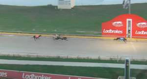 Tulsi Banner New Race Record Richmond 401m.