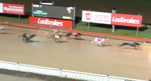 Zipping Chaplin wins Gosford Summer 600 final.