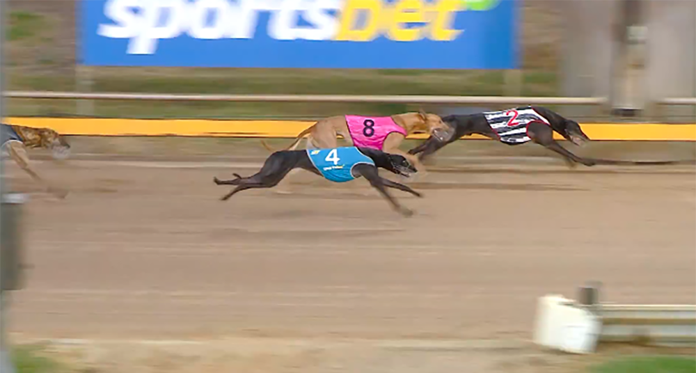 Zipping Hopkins Horsham Cup heat 2