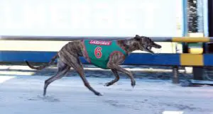 Apache Tiger The Richmond heat 1