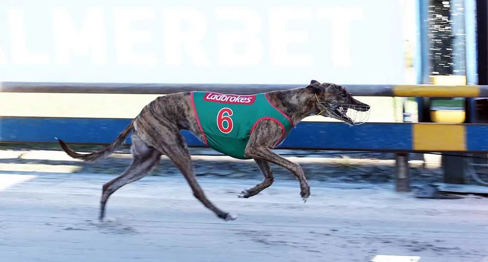 Apache Tiger The Richmond heat 1