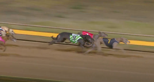 Flying Zulu wins Horsham Cup
