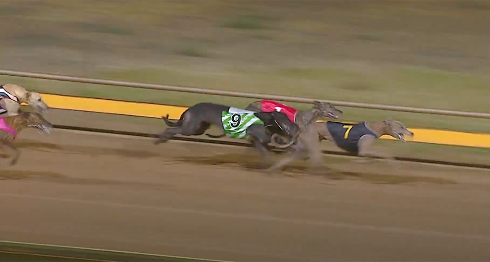Flying Zulu wins Horsham Cup