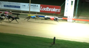 Good Odds Cobber wins Temora Cup Final