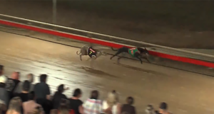 Jungle Johnny wins the Dubbo Country Classic Final