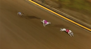 Lakeview Emily wins Group 2 Shepparton Cup Final