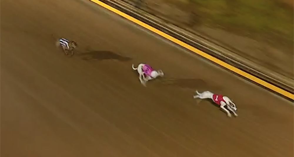 Lakeview Emily wins Group 2 Shepparton Cup Final