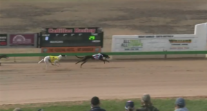 Aston Gozo Mount Gambier Cup