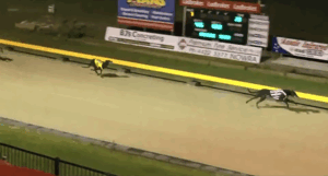 Jungle Johnny Nowra Puppy Classic Heat 3