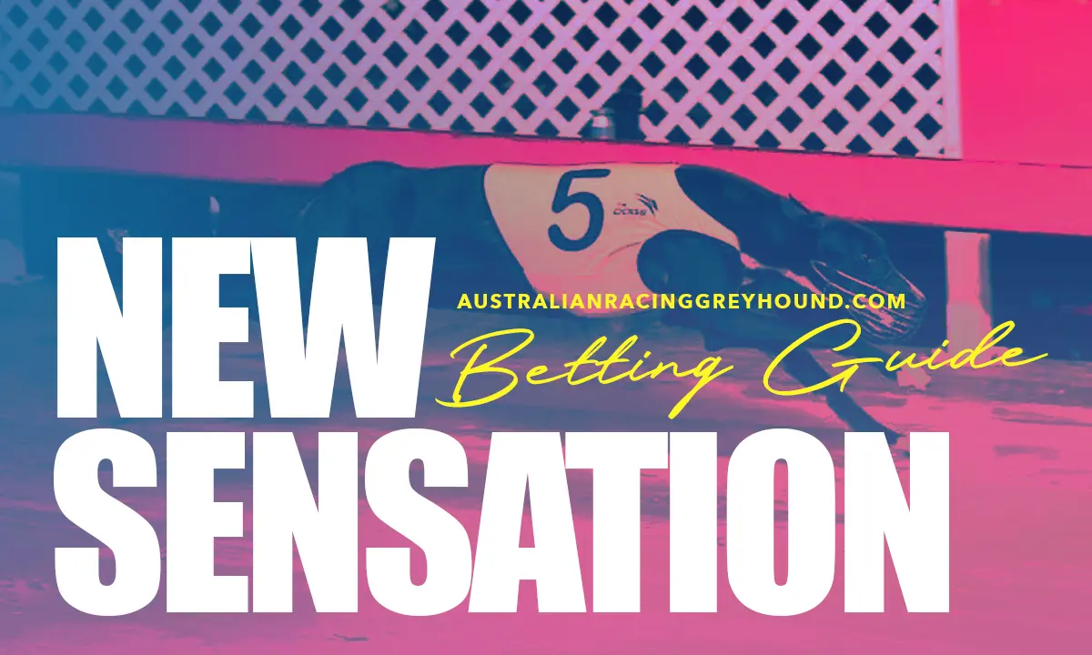 New Sensation betting