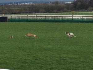 Irish greyhound coursing suspended due to lethal rabbit & hare disease