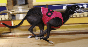 greyhound betting
