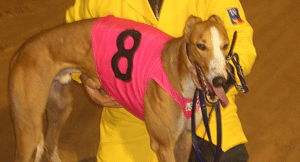 Albion Park greyhound selections & betting preview April 16, 2015