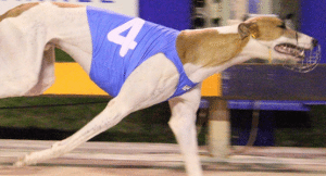 Greyhound racing best win and exotic bets: April 15, 2015