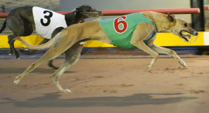 Finding greyhound winners with best bets & exotics for May 5th