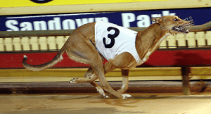 Hump day treat - Greyhound racing's best multi bet July 22, 2015.